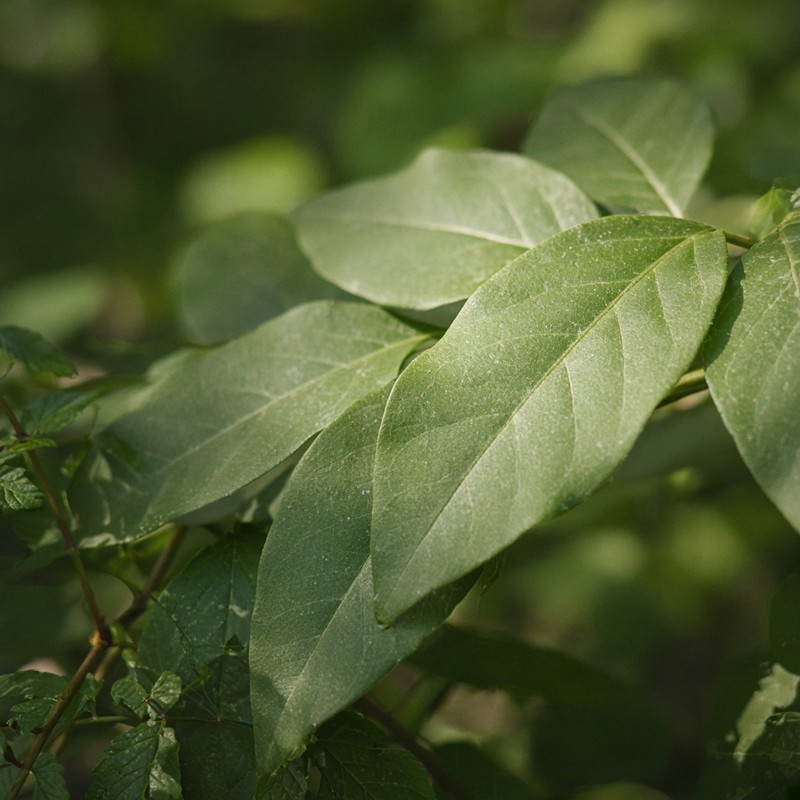 Soft green leaves in natural light